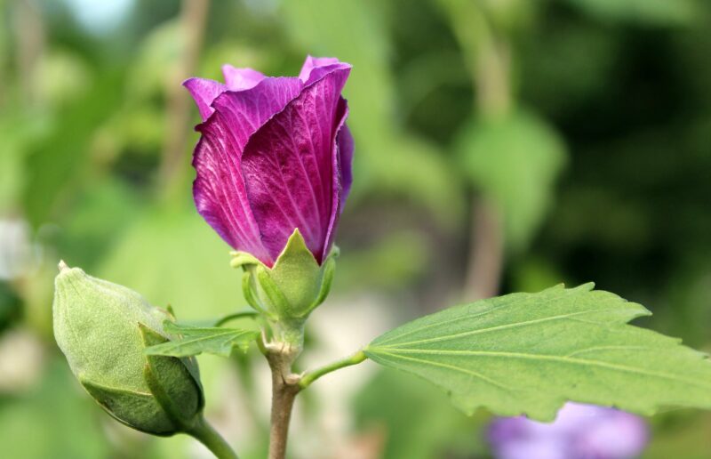 Beautiful purple and melancholy flower wallpaper