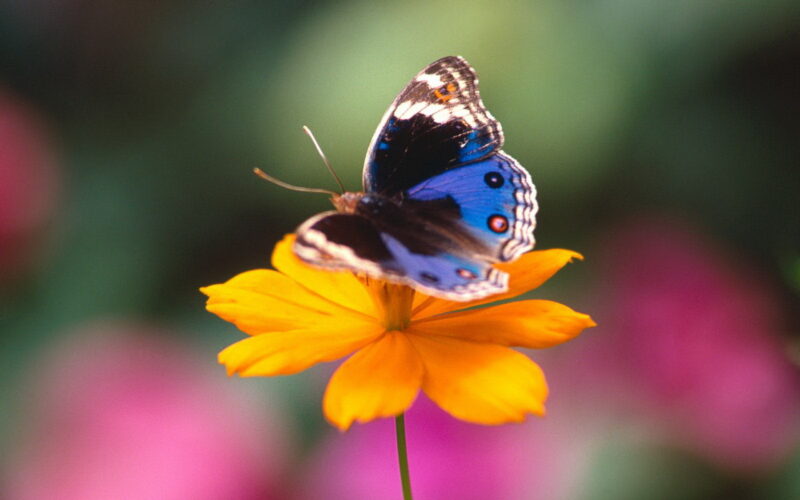 beautiful flower wallpaper and perching butterfly