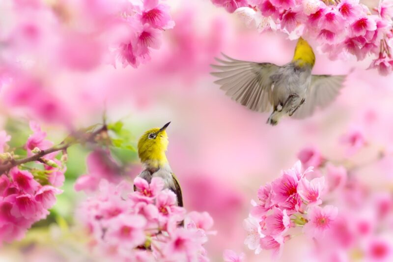 Beautiful flower wallpaper and two birds sucking nectar