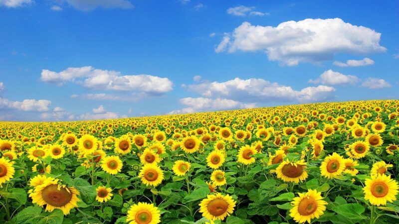 Top 100 bộ hình nền hoa đẹp thiên nhiên chất lượng full HD Wikipedia