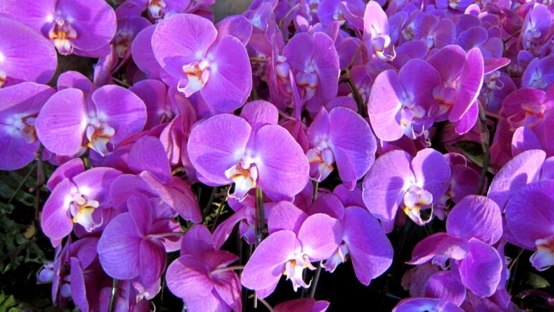 Beautiful flower wallpaper Phalaenopsis orchid garden