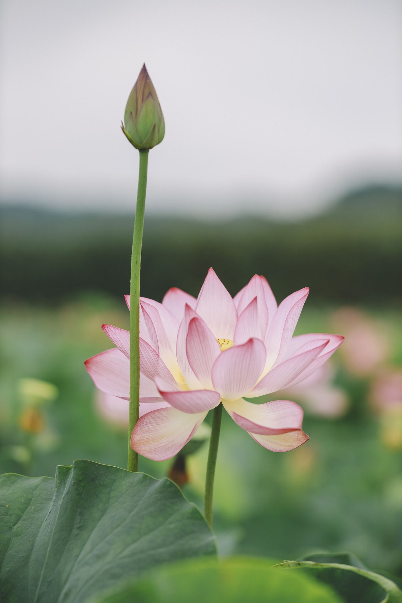 Chia sẻ hơn 103 hình nền hoa hướng dương đẹp cho điện thoại mới nhất  Tin  Học Vui