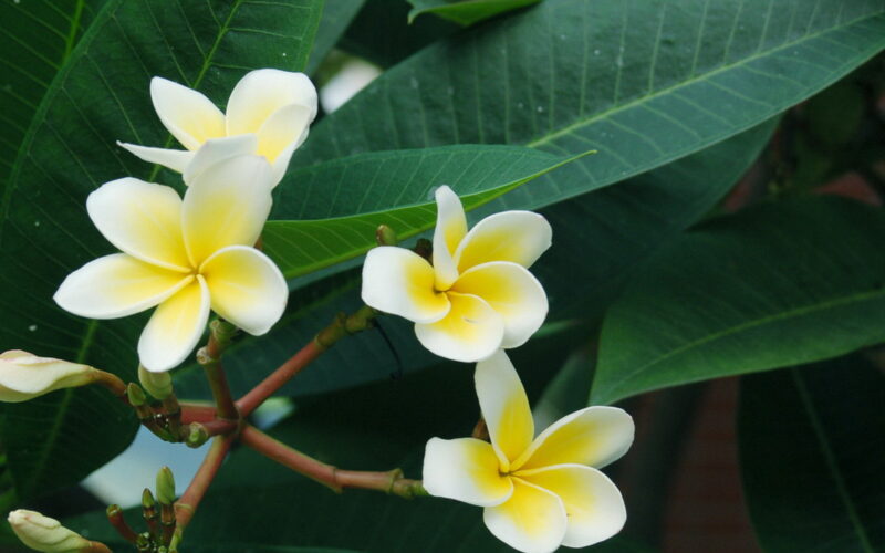 The most beautiful porcelain flower wallpaper