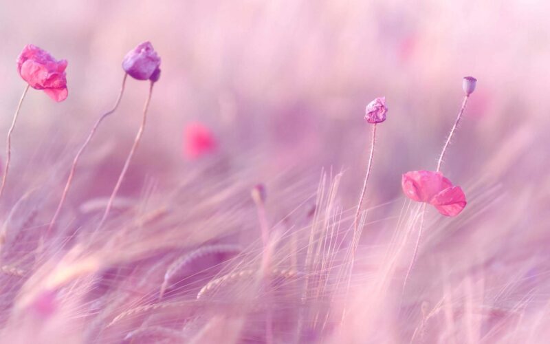 hình nền màu hồng dễ thương cánh đồng cỏ