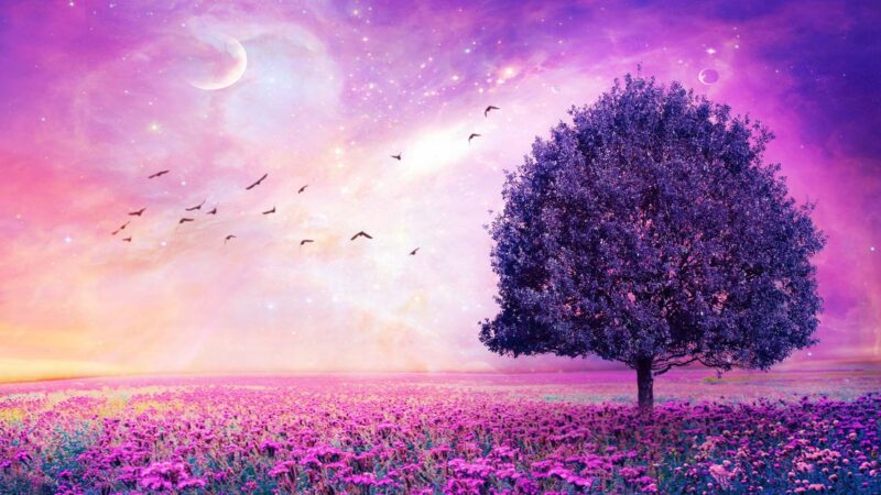 hình nền màu hồng dễ thương pha tím về cánh đồng hoa và cây