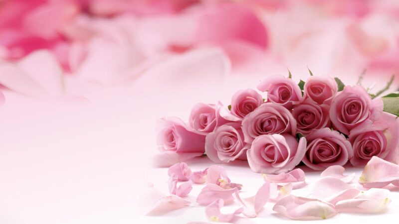 hình nền màu hồng dễ thương về hoa hồng