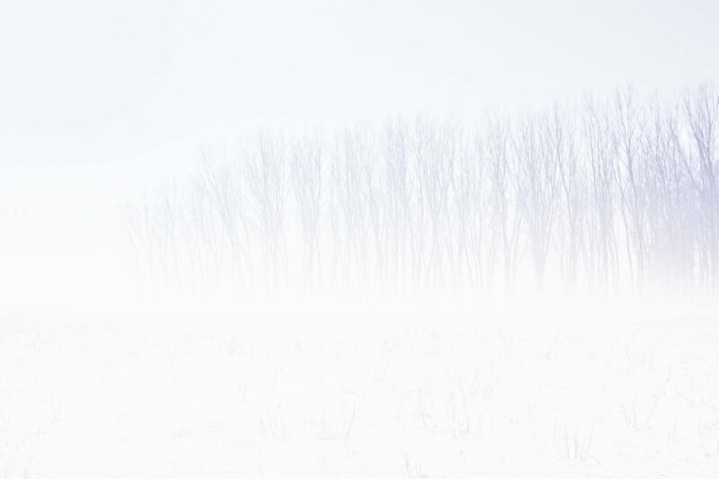 hình nền màu trắng về hàng cây tuyết cực đẹp