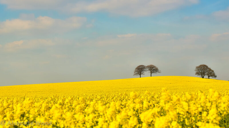 hình nền màu vàng đẹp hình cánh đồng