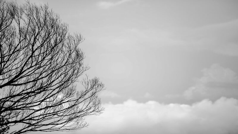 hình nền màu xám bầu trời và cây