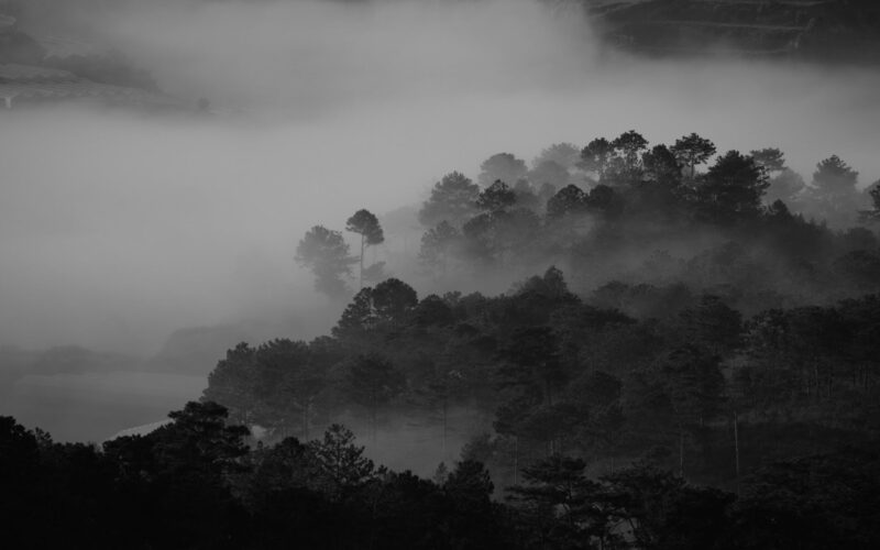 hình nền màu xám thiên nhiên khu rừng