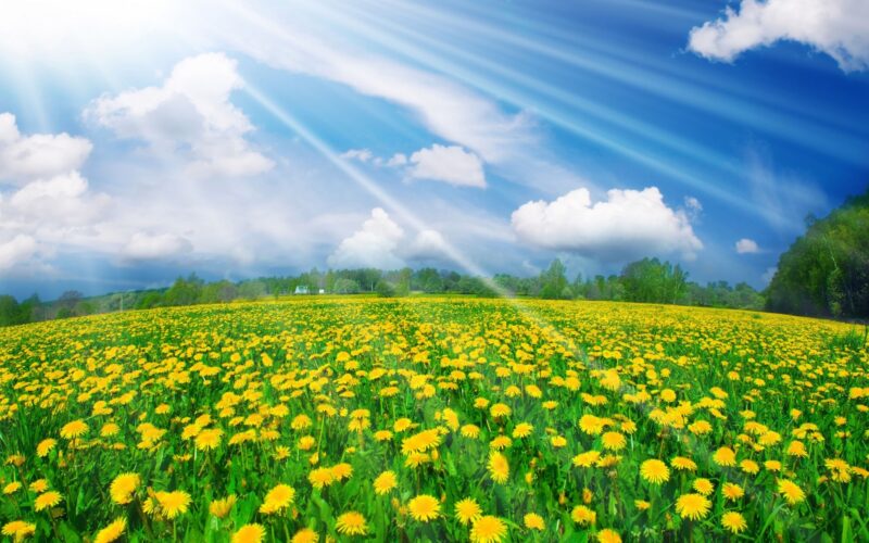 süße Desktop-Hintergründe Blumenfeld in der Sonne