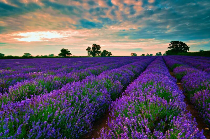 niedliches Lavendelfeld-Desktop-Hintergrundbild