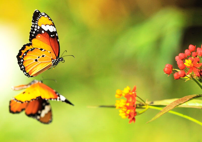 süßer Schmetterling Desktop-Hintergrund