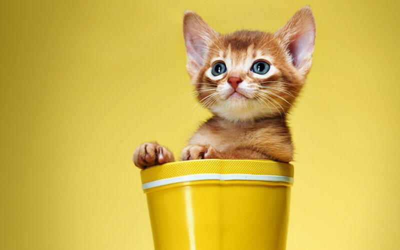 süße Desktop-Hintergründe schöne Katze