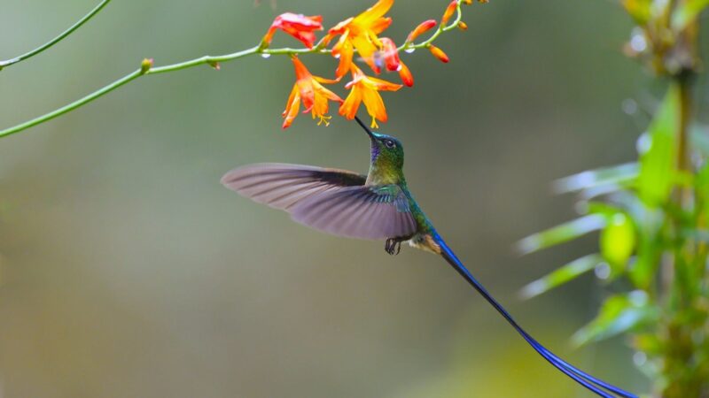 Hình nền máy tính thiên nhiên tự nhiên đẹp