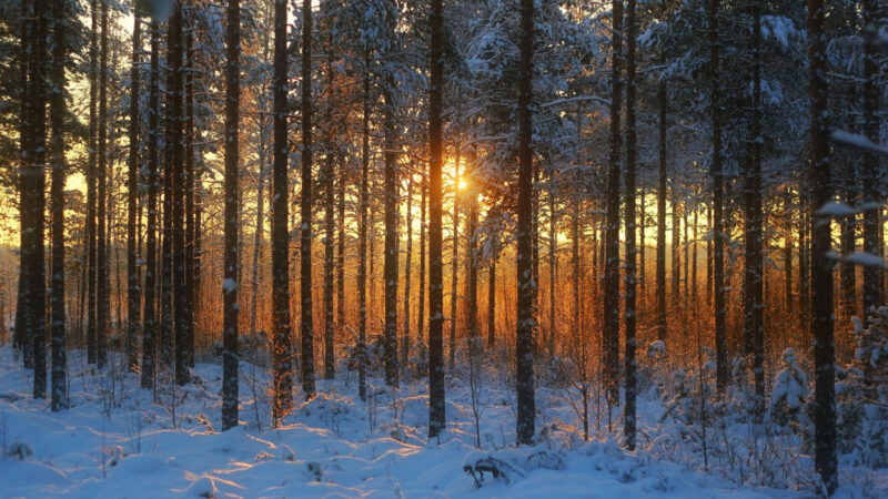 hình nền mùa đông lạnh cánh rừng