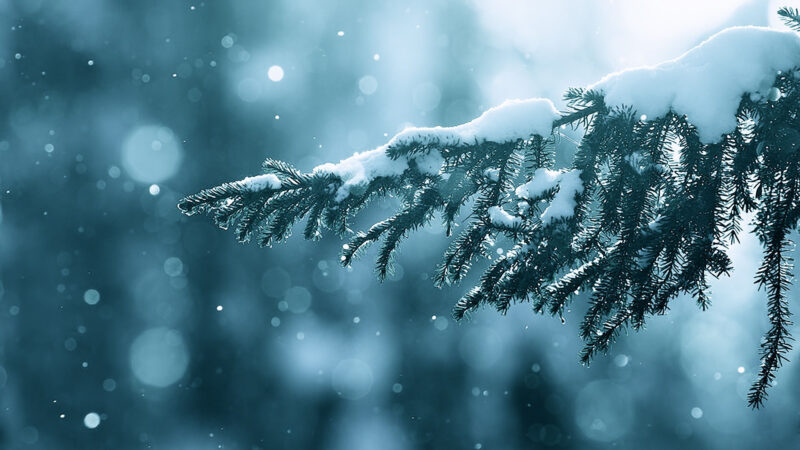 hình nền mùa đông lạnh trên cây thông