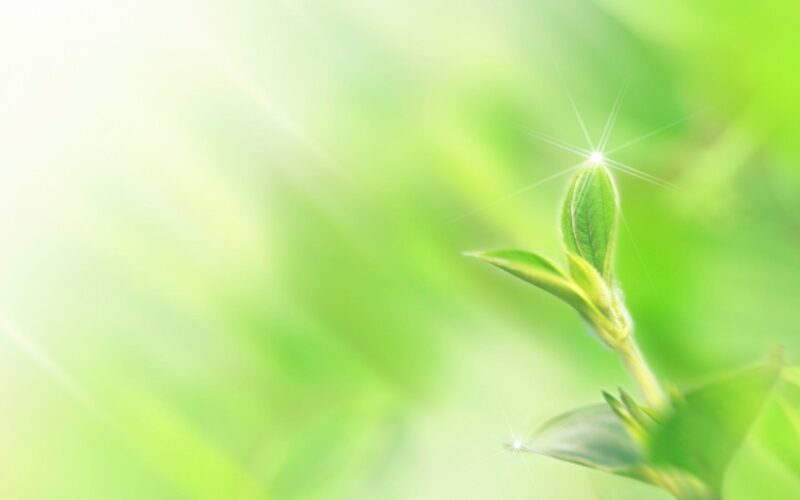 hình nền powerpoint cây xanh vào sớm mai