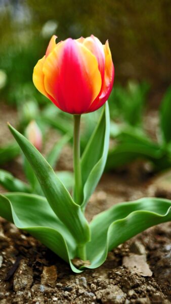 hình nền sam sung 1 cây hoa đang vươn lên