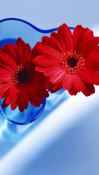 hình nền sam sung 2 bông hoa đồng tiền đơn giản