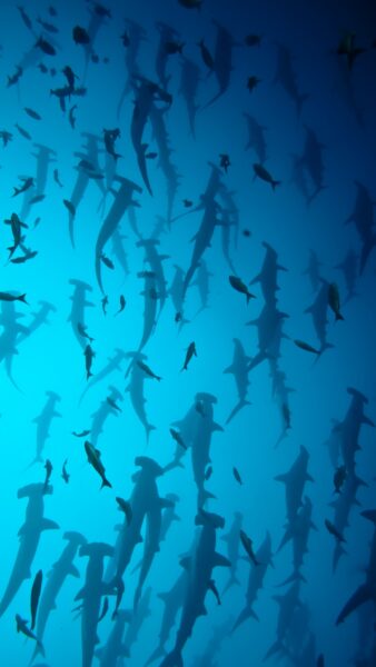 hình nền sam sung đại dương nhìn từ dưới đáy lên