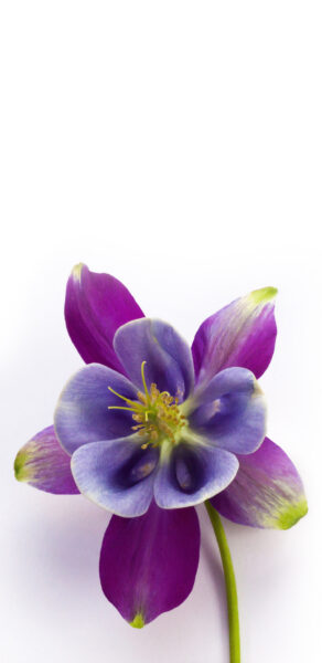 hình nền sam sung hoa lan màu sáng