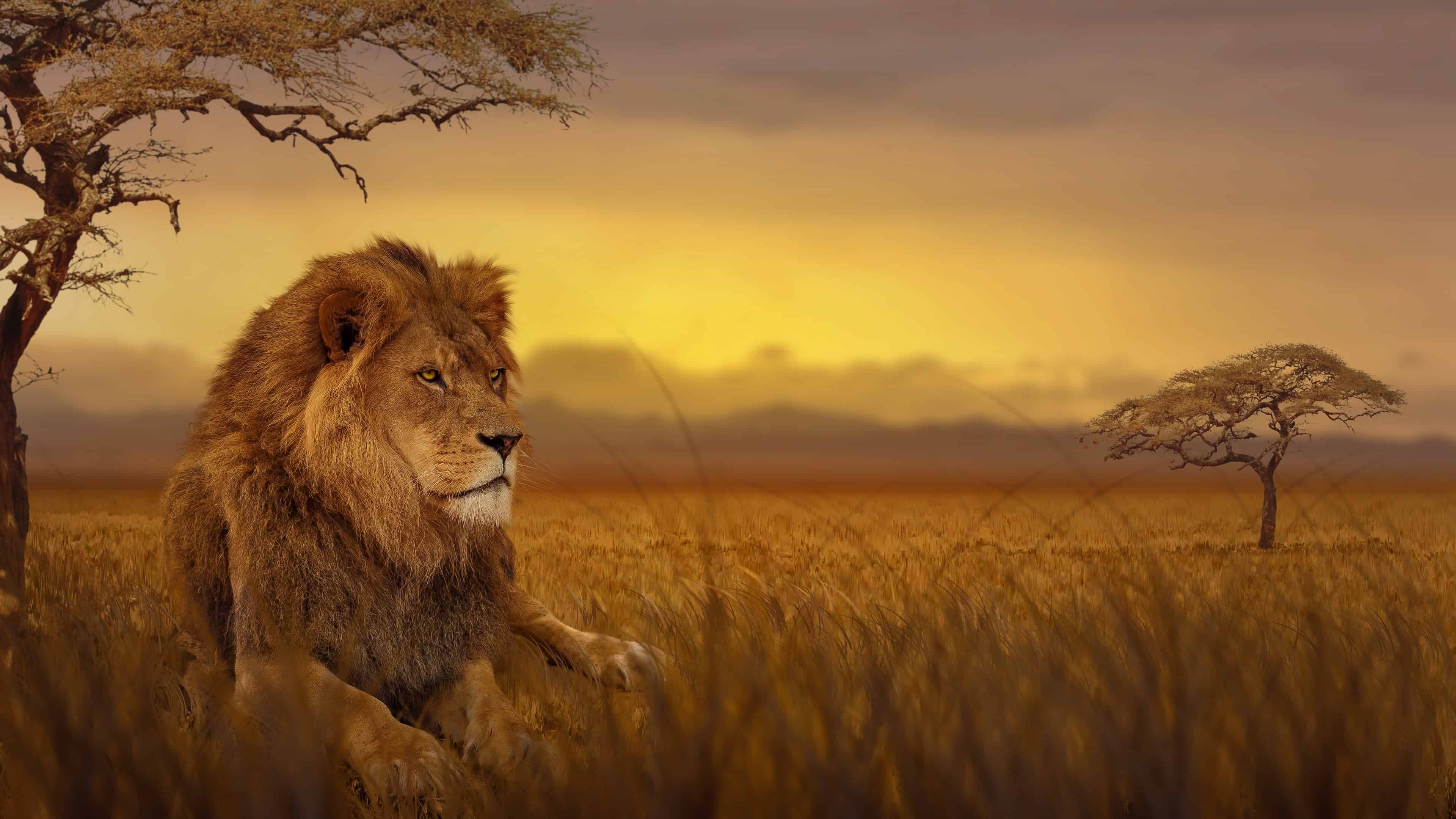 Top nhiều hơn 99 hình nền sư tử đẹp tuyệt vời nhất - Tin học Đông Hòa
