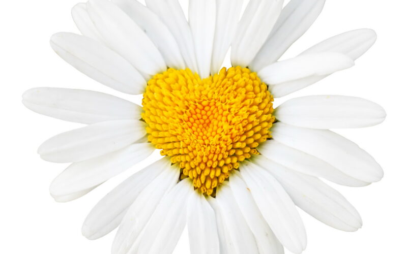 hình nền trái tim đẹp từ hoa đồng tiền trắng