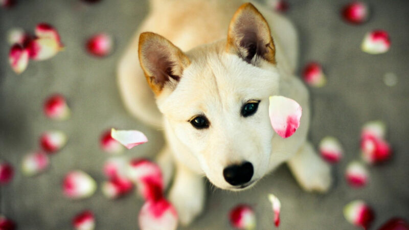 hình nền zalo đẹp chú chó trắng và những cánh hoa hồng