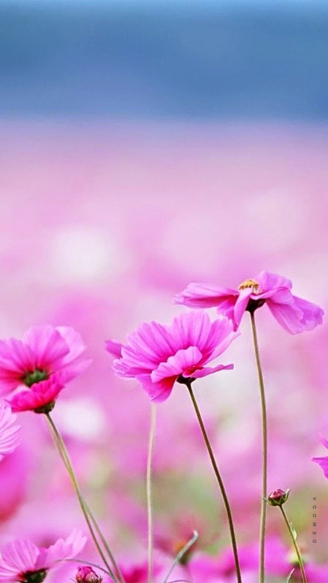 Cập nhật 65 về hình nền zalo hoa đẹp hay nhất  Du học Akina