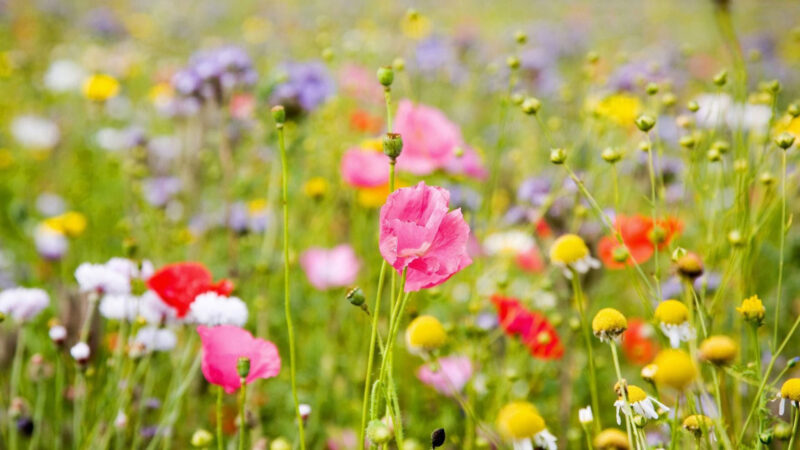 The most beautiful flower wallpapers