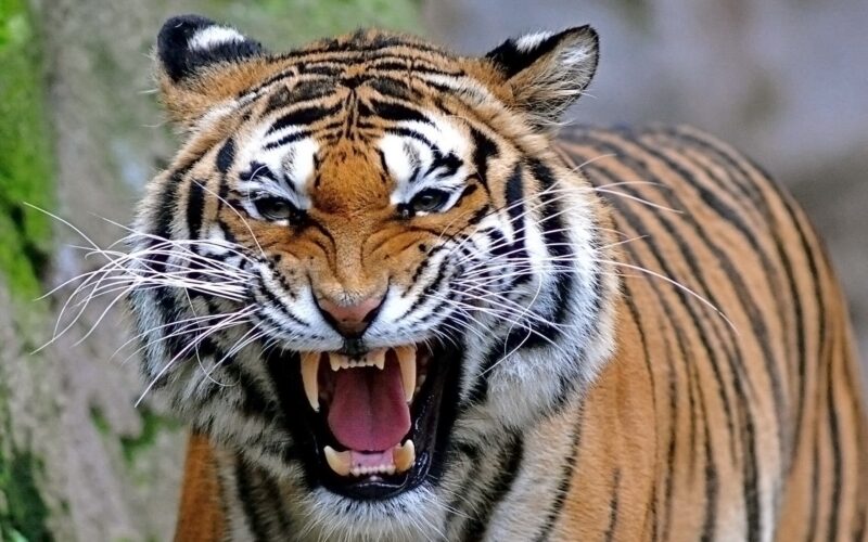 Tải ảnh con hổ đẹp nhất