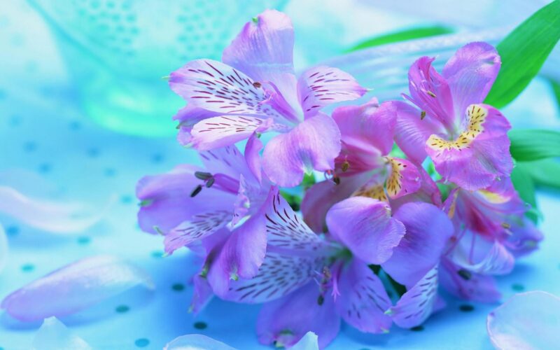 Download beautiful flower wallpapers for your computer