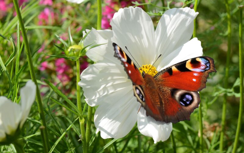 Schmetterling 191