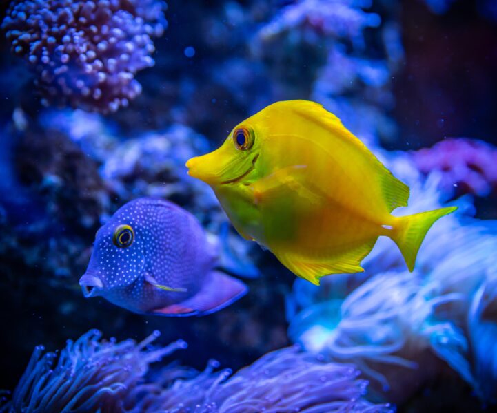Ảnh 2 chú cá bơi màu xanh và vàng