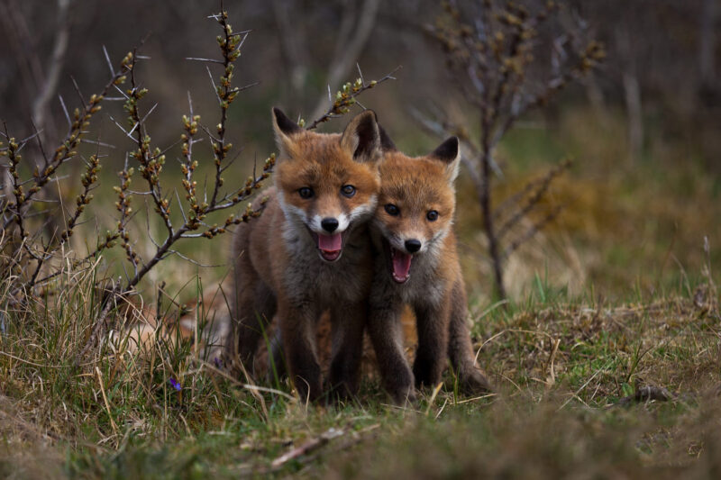 Ảnh 2 chú cáo con