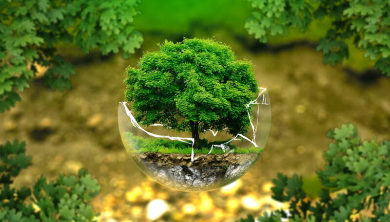 ảnh bảo vệ môi trường biểu tượng cây xanh đang gặp nguy hiểm