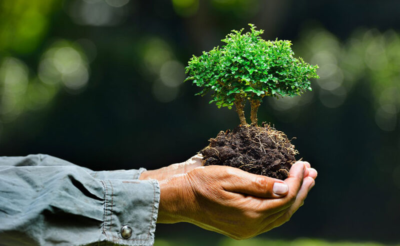 ảnh bảo vệ môi trường biểu tượng ôm lấy mầm xanh