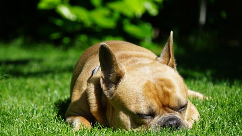 Ảnh buồn ngủ của chú chó mặt xệ trên cỏ