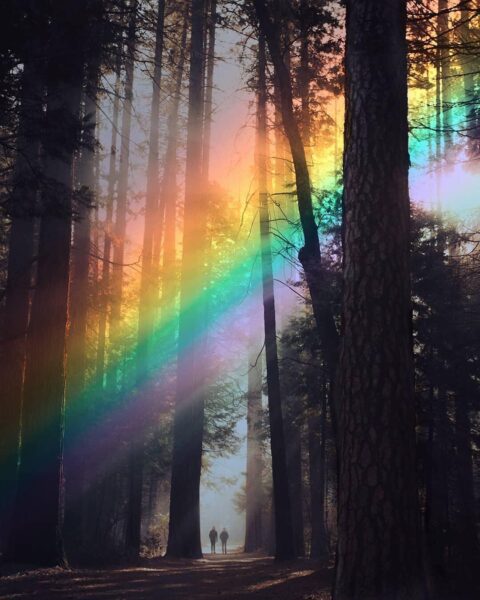 ảnh cầu vồng xuyên qua tán cây