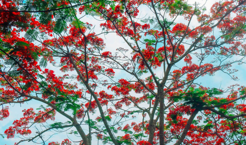 ảnh cây phượng đỏ rực giữa trời