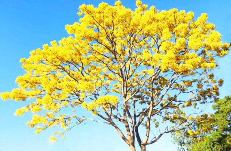 ảnh cây phượng vàng lạ mắt