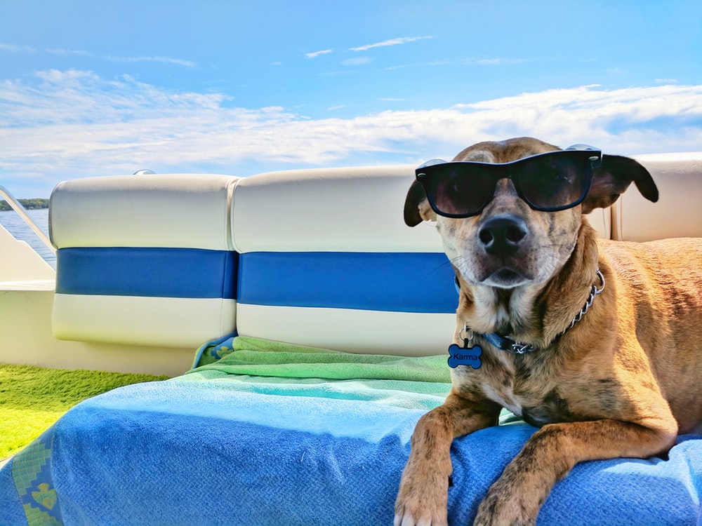 Das coolste, niedlichste, lustigste Hundefoto mit Sonnenbrille