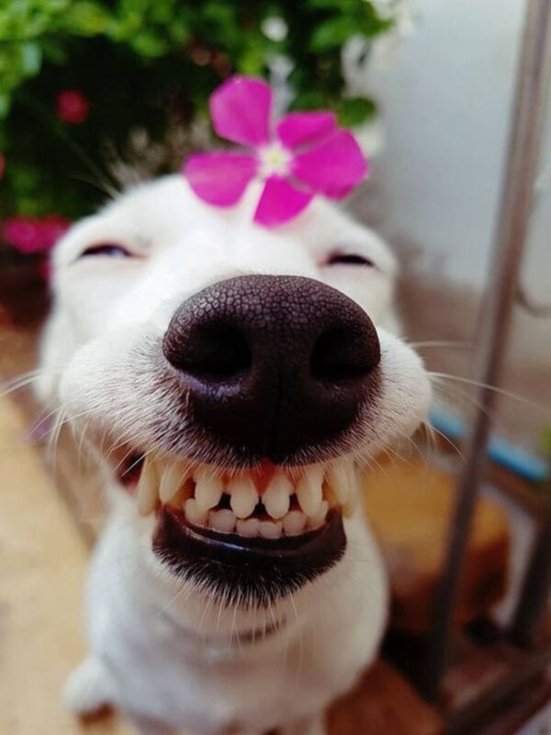 Nếu bạn muốn tìm kiếm những giây phút giải trí vui nhộn, hãy xem ngay hình ảnh chó hài hước này. Chúng sẽ làm cho bạn cười sảng khoái và cảm thấy tươi mới.