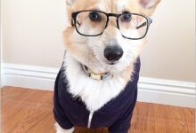 ảnh chú chó đeo kính