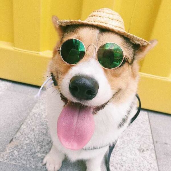Foto eines Hundes mit Brille und Hut