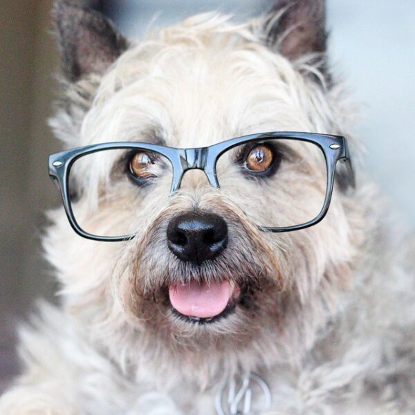 Foto eines Hundes mit Brille, der seine Zunge herausstreckt