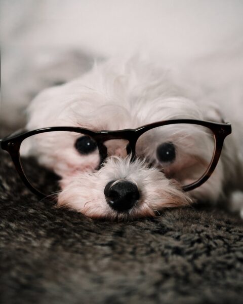 Foto eines Hundes mit schwarzer Brille