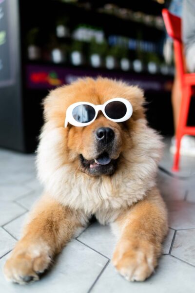 Ảnh chú chó đeo kính màu nâu
