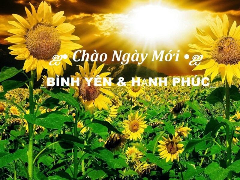 hình ảnh chào buổi sáng với hoa hướng dương